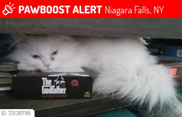 Lost Male Cat last seen Tuscarora rd and Ziblut ct, Niagara Falls, NY 14304