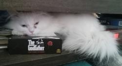 Lost Male Cat last seen Tuscarora rd and Ziblut ct, Niagara Falls, NY 14304