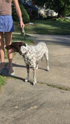 Found/Stray Female Dog last seen Watsone Ave, Winston-Salem, NC 27103
