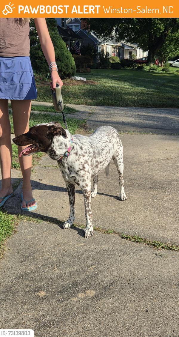 Found/Stray Female Dog last seen Watsone Ave, Winston-Salem, NC 27103