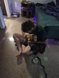 Reunited Female Dog last seen Howard gap road, Hendersonville, NC 28792