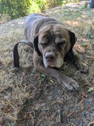 Reunited Female Dog last seen Bridge, Portland, OR 97225
