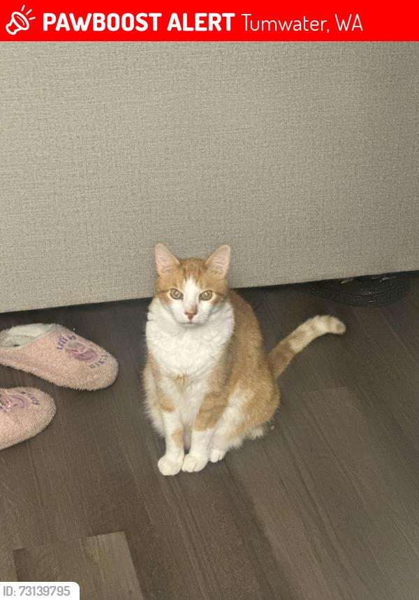 Lost Male Cat last seen Near Montair apmts and Overlook park, Tumwater, WA 98512