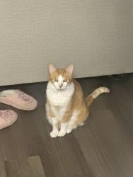 Lost Male Cat last seen Near Montair apmts and Overlook park, Tumwater, WA 98512