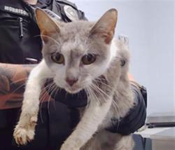 Shelter Stray Female Cat last seen CHARLOTTE, 8315 Byrum Dr, Charlotte, NC 28217, USA