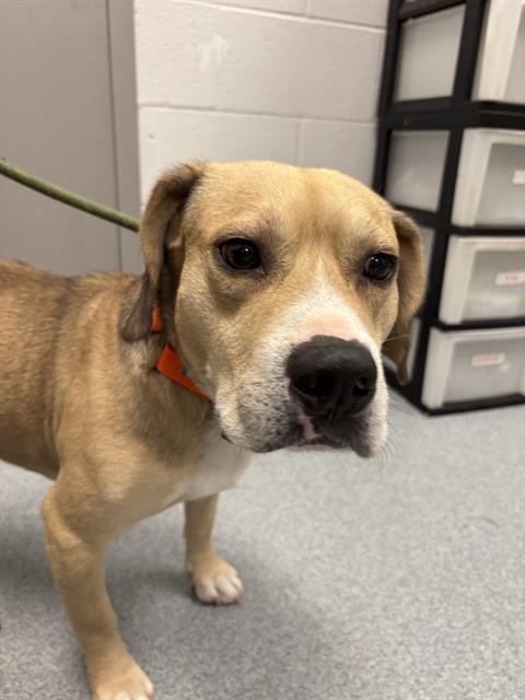 Shelter Stray Male Dog last seen Near, 2600 S Harding St, Indianapolis, IN 46221, USA