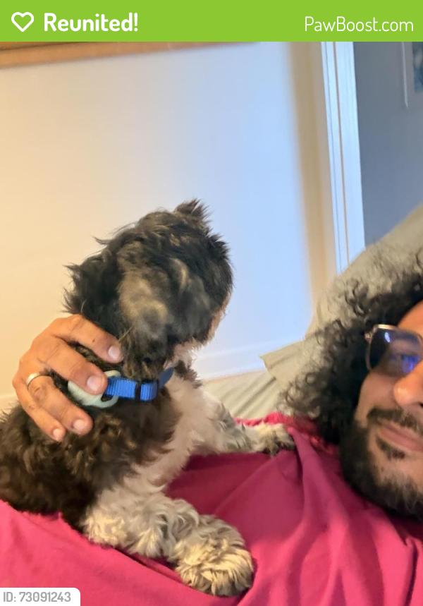 Reunited Male Dog last seen Mandela parkway, Oakland, CA 94607