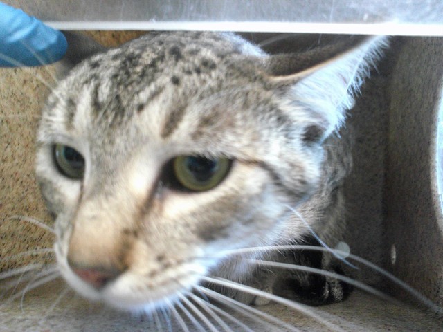 Shelter Stray Female Cat last seen , 2811 SE 29th St, Oklahoma City, OK 73129, USA