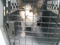 Shelter Stray Male Cat last seen , 2811 SE 29th St, Oklahoma City, OK 73129, USA