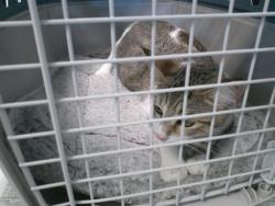 Shelter Stray Female Cat last seen , 2811 SE 29th St, Oklahoma City, OK 73129, USA