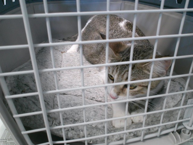 Shelter Stray Female Cat last seen , 2811 SE 29th St, Oklahoma City, OK 73129, USA
