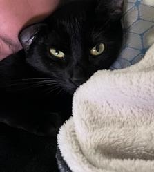 Reunited Female Cat last seen 6th Ave and fleetwood ct, New Port Richey, FL 34653