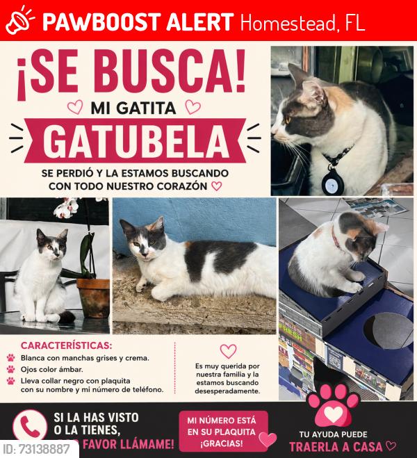 Lost Female Cat last seen Near Sw 142th Ave, 33032, Homestead, FL 33032