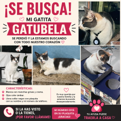 Lost Female Cat last seen Near Sw 142th Ave, 33032, Homestead, FL 33032