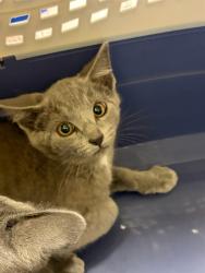 Shelter Stray Male Cat last seen Near BLOCK W 92ND AVE LOT 607, 12155 Park Blvd, Brighton, CO 80601, USA