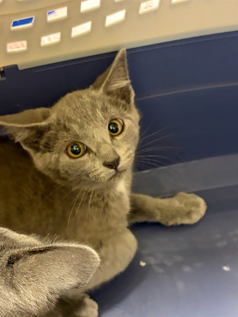 Shelter Stray Male Cat last seen Near BLOCK W 92ND AVE LOT 607, 12155 Park Blvd, Brighton, CO 80601, USA