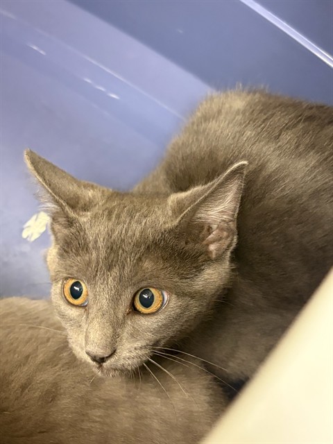 Shelter Stray Male Cat last seen Near BLOCK W 92ND AVE LOT 607, 12155 Park Blvd, Brighton, CO 80601, USA