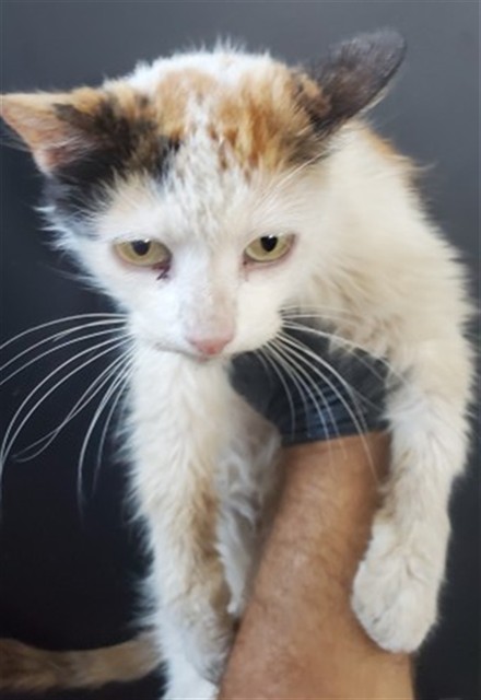 Shelter Stray Female Cat last seen Near BLOCK LOCUST AVE, 333 Chandler Pl, San Bernardino, CA 92408, USA