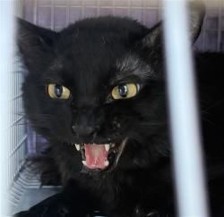 Shelter Stray Unknown Cat last seen HOLWORTHY WAY/GALBRATH DR, 95842, 3839 Bradshaw Rd, Sacramento, CA 95827, USA
