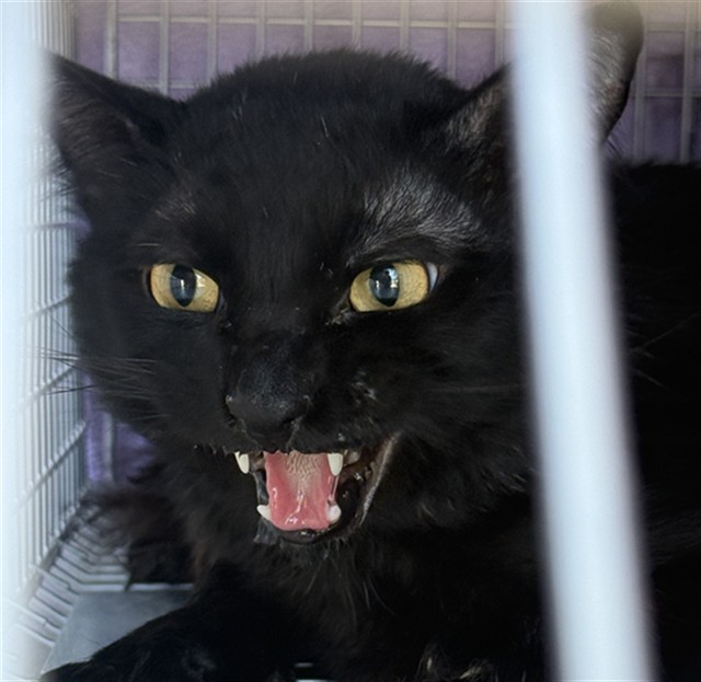 Shelter Stray Unknown Cat last seen HOLWORTHY WAY/GALBRATH DR, 95842, 3839 Bradshaw Rd, Sacramento, CA 95827, USA