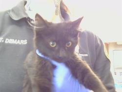 Shelter Stray Female Cat last seen CORNEJO WY/FREED CT, 95828, 3839 Bradshaw Rd, Sacramento, CA 95827, USA