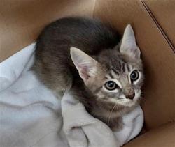 Shelter Stray Male Cat last seen BOND RD / ELK GROVE FLORIN RD, 9150 Union Park Way, Elk Grove, CA 95624, USA