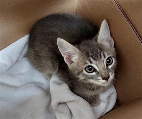 Shelter Stray Male Cat last seen BOND RD / ELK GROVE FLORIN RD, 9150 Union Park Way, Elk Grove, CA 95624, USA