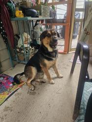 Reunited Male Dog last seen Rocky Ridge Dr, Helena, AL 35080