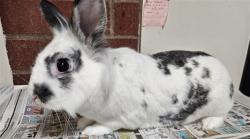 Shelter Stray Male Other last seen , 3201 Lacy St, Los Angeles, CA 90031, USA