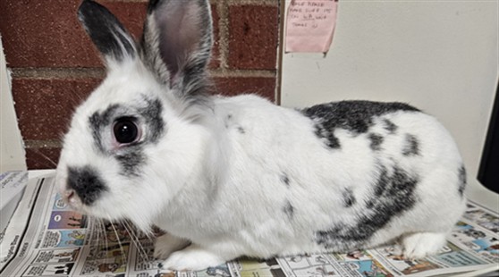Shelter Stray Male Other last seen , 3201 Lacy St, Los Angeles, CA 90031, USA