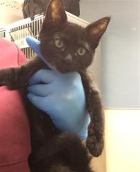 Shelter Stray Female Cat last seen Near BLOCK UNIVERSITY AVE #113, RIVERSIDE, CA 92507, 6851 Van Buren Boulevard, Jurupa Valley, CA 92509, USA