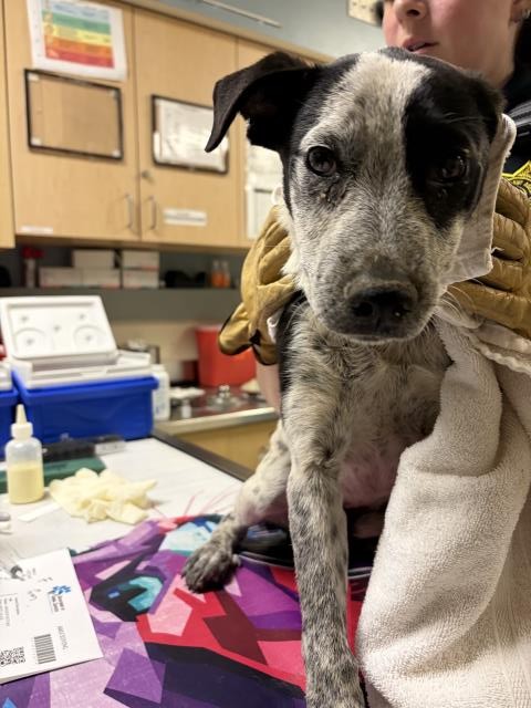 Shelter Stray Female Dog last seen Near BLOCK OLD ELSINORE RD, PERRIS, CA, 6851 Van Buren Boulevard, Jurupa Valley, CA 92509, USA