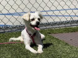 Shelter Stray Female Dog last seen , 11258 Garfield Ave, Downey, CA 90242, USA