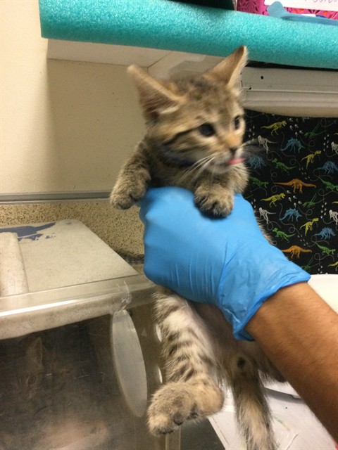 Shelter Stray Male Cat last seen Near BLOCK 14TH ST, RIVERSIDE, CA 92507, 6851 Van Buren Boulevard, Jurupa Valley, CA 92509, USA