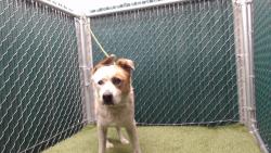 Shelter Stray Male Dog last seen , 11258 Garfield Ave, Downey, CA 90242, USA