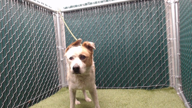 Shelter Stray Male Dog last seen , 11258 Garfield Ave, Downey, CA 90242, USA