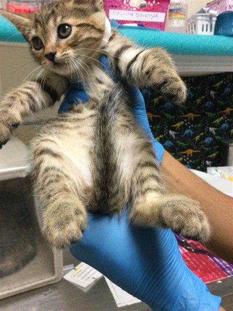 Shelter Stray Female Cat last seen Near BLOCK 14TH ST, RIVERSIDE, CA 92507, 6851 Van Buren Boulevard, Jurupa Valley, CA 92509, USA