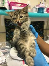 Shelter Stray Female Cat last seen Near BLOCK 14TH ST, RIVERSIDE, CA 92507, 6851 Van Buren Boulevard, Jurupa Valley, CA 92509, USA