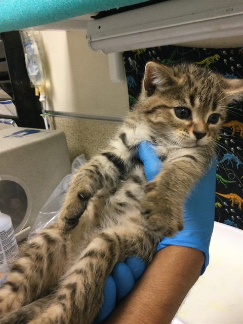 Shelter Stray Male Cat last seen Near BLOCK 14TH ST, RIVERSIDE, CA 92507, 6851 Van Buren Boulevard, Jurupa Valley, CA 92509, USA