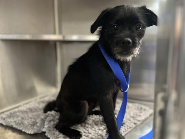 Shelter Stray Male Dog last seen THIRD AVE & ORANGE AVE, 130 Beyer Way, Chula Vista, CA 91911, USA