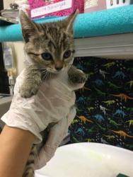 Shelter Stray Female Cat last seen Near BLOCK 14TH ST, RIVERSIDE, CA 92507, 6851 Van Buren Boulevard, Jurupa Valley, CA 92509, USA