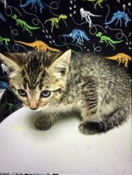 Shelter Stray Male Cat last seen Near BLOCK 14TH ST, RIVERSIDE, CA 92507, 6851 Van Buren Boulevard, Jurupa Valley, CA 92509, USA