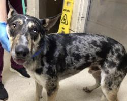 Shelter Stray Male Dog last seen SAN BERNARDINO 215 FRWY AMD 5TH ST EXIT, 6851 Van Buren Boulevard, Jurupa Valley, CA 92509, USA