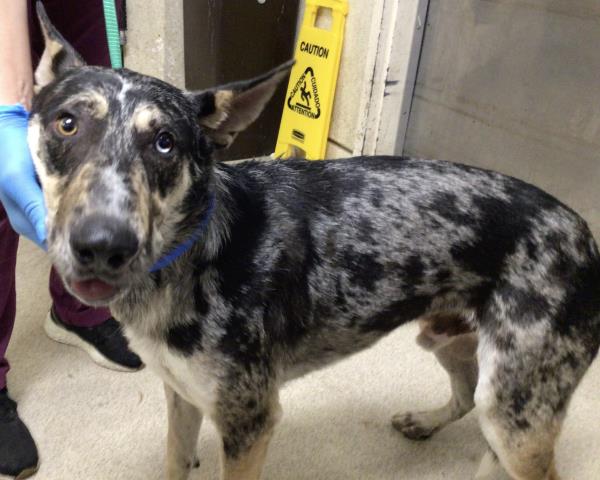 Shelter Stray Male Dog last seen SAN BERNARDINO 215 FRWY AMD 5TH ST EXIT, 6851 Van Buren Boulevard, Jurupa Valley, CA 92509, USA
