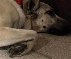 Shelter Stray Male Dog last seen Near BLOCK YUCCA RD, PERRIS, CA, 6851 Van Buren Boulevard, Jurupa Valley, CA 92509, USA