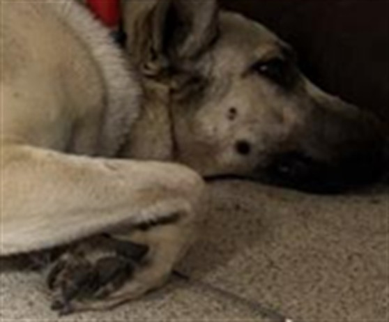 Shelter Stray Male Dog last seen Near BLOCK YUCCA RD, PERRIS, CA, 6851 Van Buren Boulevard, Jurupa Valley, CA 92509, USA