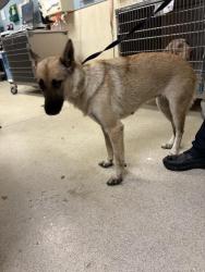 Shelter Stray Female Dog last seen Near BLOCK MARSHALL ST, PERRIS, CA, 6851 Van Buren Boulevard, Jurupa Valley, CA 92509, USA