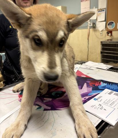 Shelter Stray Female Dog last seen Near BLOCK MARSHALL ST, PERRIS, CA, 6851 Van Buren Boulevard, Jurupa Valley, CA 92509, USA