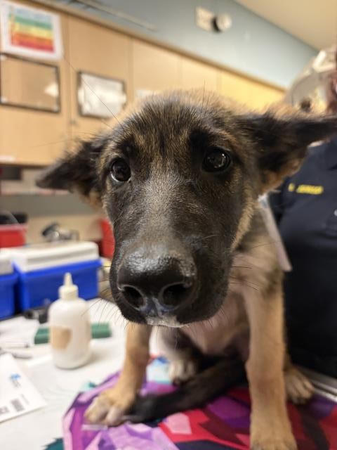 Shelter Stray Female Dog last seen Near BLOCK MARSHALL ST, PERRIS, CA, 6851 Van Buren Boulevard, Jurupa Valley, CA 92509, USA