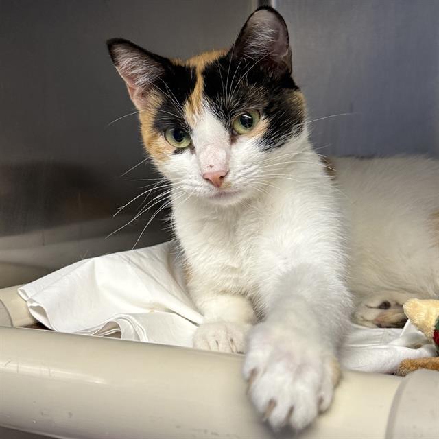 Shelter Stray Female Cat last seen Near BLOCK FREMONT ST, LAS VEGAS NV 89104, 655 N Mojave Rd, Las Vegas, NV 89101, USA